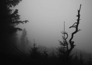 foggy macclesfield forest morning