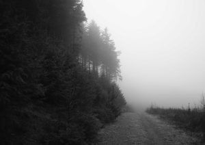 forest pathway